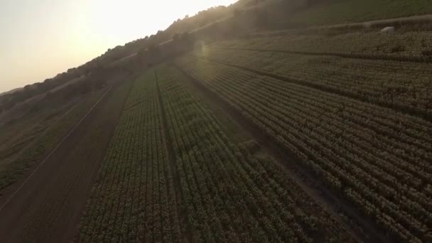Воздушный Голландский Угол Молодых Готовых Собирать Кукурузу Закате — стоковое видео