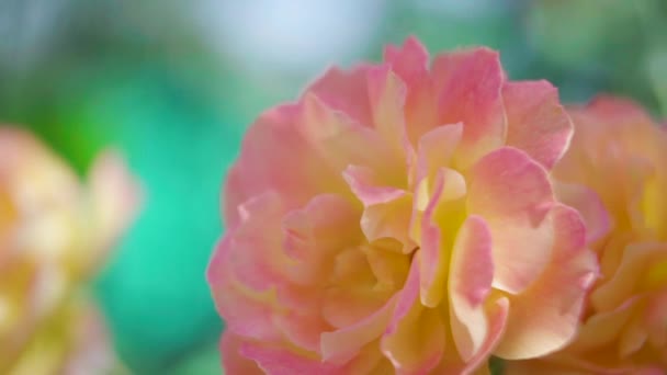 Yellow Pink Rose — Stock Video