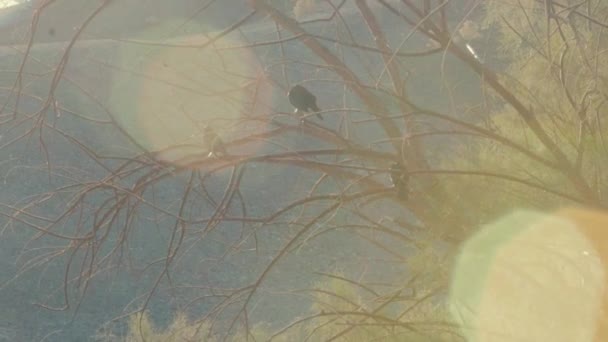 Skupina Amerických Vrán Sedí Větvích Mrtvého Stromu Horkém Slunci Pouštním — Stock video