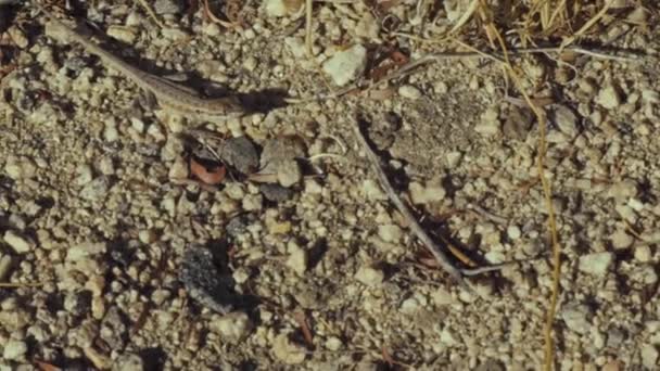 Western Fence Lizard Regarde Prudemment Autour Lui Dans Décor Désertique — Video