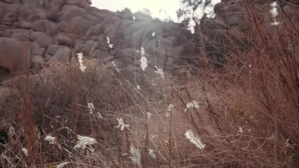 Cinematic Moody Slow Motion Shot Tall Dead Grass Desert Setting — Vídeo de stock