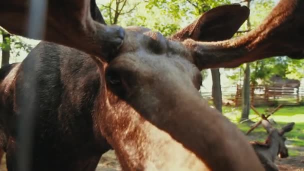 Close Van Een Muis Met Zijn Neus Bijna Aanraken Van — Stockvideo