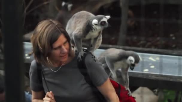 狐猴舒服地坐在女人的肩上 瑞典斯德哥尔摩 — 图库视频影像