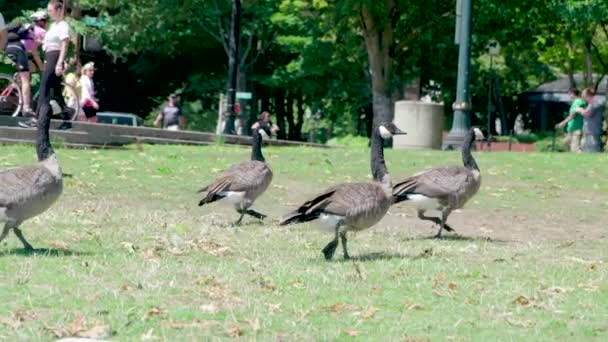 Libák Sétálnak Parkban — Stock videók
