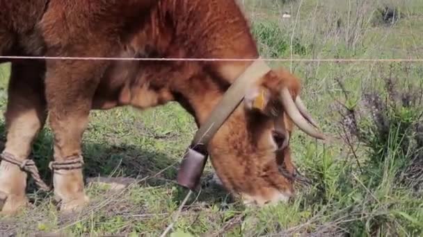 Toro Está Comiendo Hierba Campo Alrededor Cuello Tiene Una Campana — Vídeo de stock