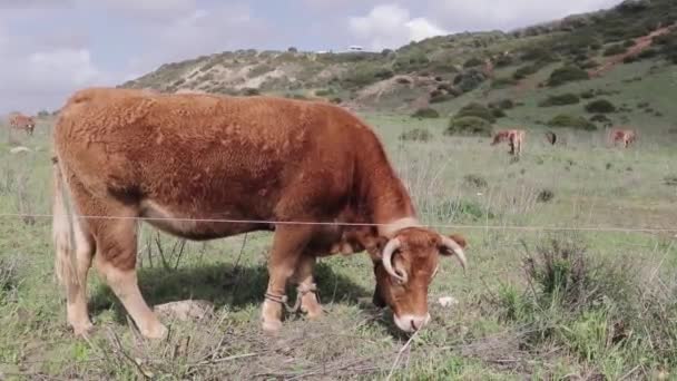 Ένας Ταύρος Βόσκει Ένα Μεγάλο Χωράφι Άλλες Αγελάδες Στο Βάθος — Αρχείο Βίντεο