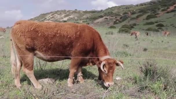 Male Cow Grazing Huge Hilly Pasture Background Rest His Herd — Stock Video