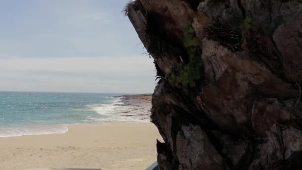 Una Palma Primo Piano Sfondo Mostra Bellissima Spiaggia Portogallo Oceano — Video Stock