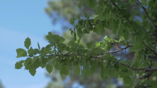 オレゴン州中央部の大きな木に梅の木のフォーカスプル — ストック動画