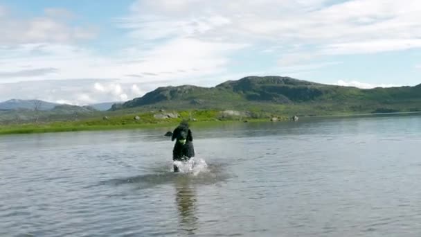 在瑞典拉普兰的Riksgrnsen 狗在水里奔跑 — 图库视频影像