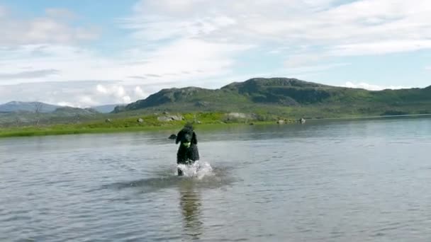 Hund Rinner Genom Vatten Riksgrnsen Swedish Lapland — Stockvideo