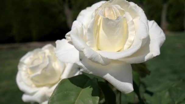 Rose Blanche Dans Scène Vent — Video