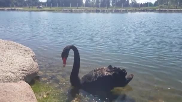 Black Swan Pond — Stock Video