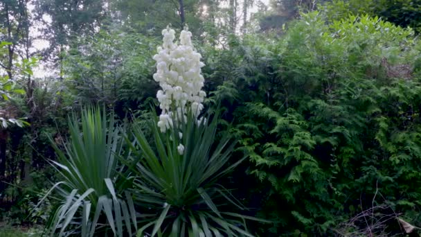 Blooming Wild Yucca Plant — Stock Video