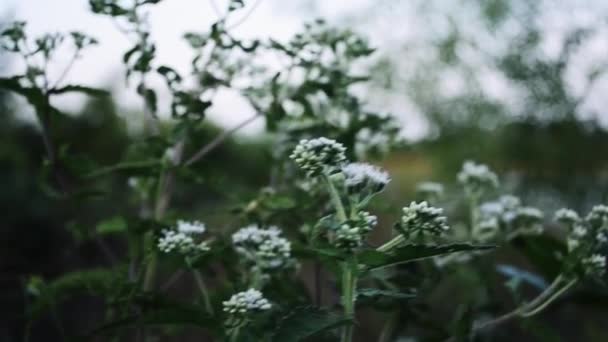 Białe Kwiaty Przyrodzie Tle Natury — Wideo stockowe