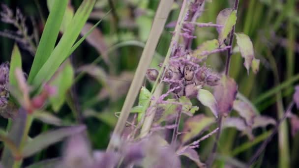 Vidéo Sauterelle Sur Les Plantes Gros Plan — Video