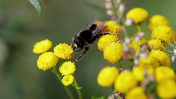 Pszczoła Szukająca Nektaru Żółtym Kwiatku — Wideo stockowe
