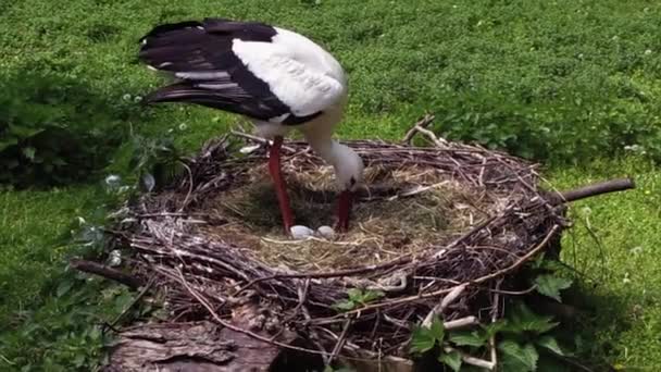 Aufnahme Eines Storchs Der Sich Sein Nest Und Seine Eier — Stockvideo