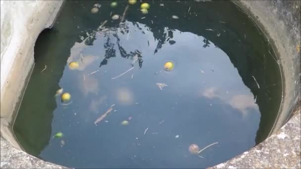 Limones Flotando Agua Del Pozo Riego Reflejando Cielo Azul Del — Vídeos de Stock