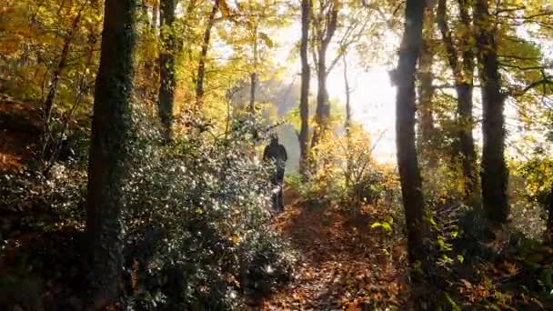 Mochileiro Mulher Caminha Floresta Dia Frio Outono Sol Está Surgindo — Vídeo de Stock