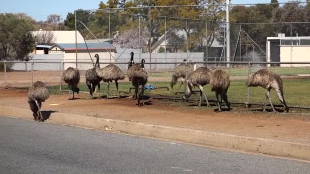 Aufgrund Der Anhaltenden Dürre Strömen Große Mengen Emus Nach Broken — Stockvideo