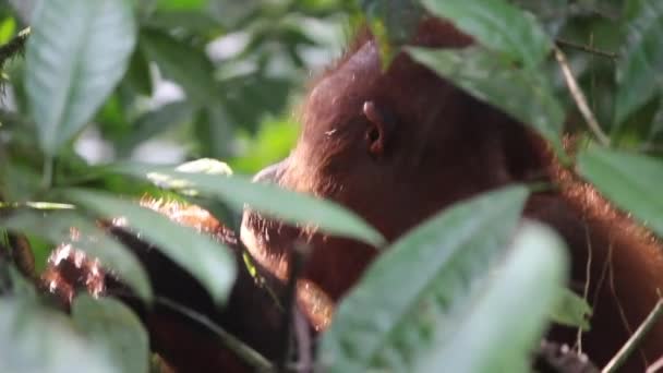 婆罗洲丛林里的猩猩 — 图库视频影像