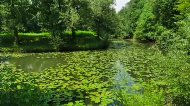 Lago Cheio Flores Lótus Vegetação — Vídeo de Stock