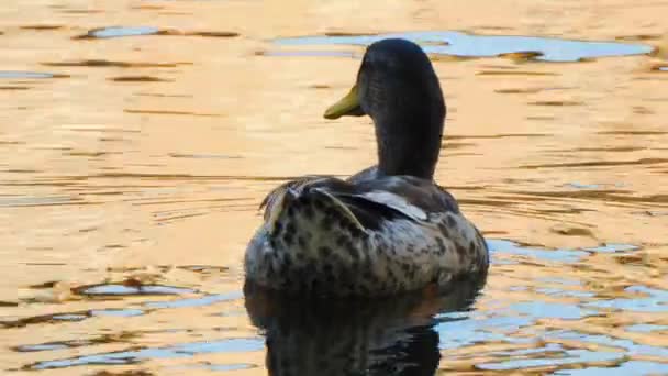 Close Beautiful Duck Descansando Bajo Cálida Luz Del Sol Lago — Vídeos de Stock