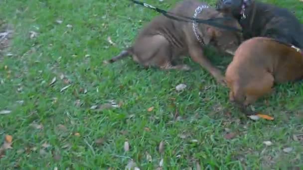 Chiens Jeu Dans Herbe — Video