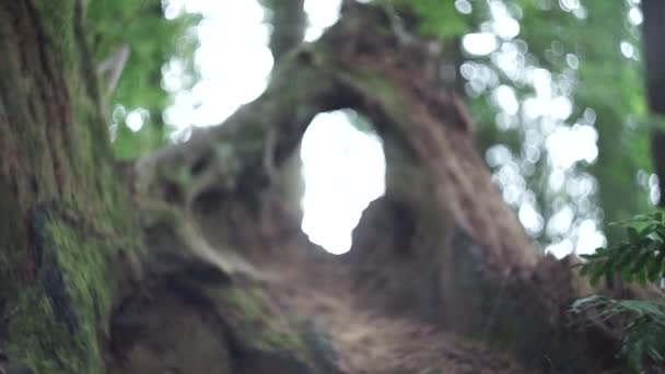 Fokusbild Träd Humboltskogen — Stockvideo