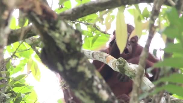 Orangután Lente Cámara Destructora Árboles — Vídeos de Stock