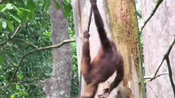 Orangután Balanceándose Sobre Cuerda Selva Borneo — Vídeo de stock