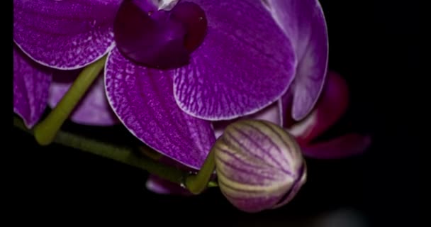 Plano Muy Cercano Una Orquídea Púrpura Que Florece — Vídeos de Stock