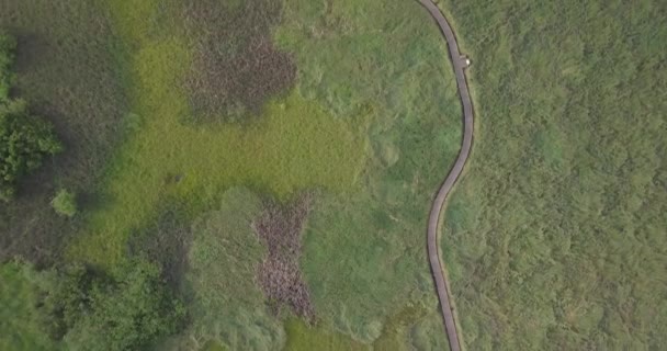 Vista Volo Uccello Una Strada Circondata Erba Alta — Video Stock