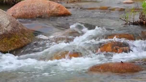 Fresh Water Mountain River Scene Rapid Flowing Fresh Rain Water — Stock Video