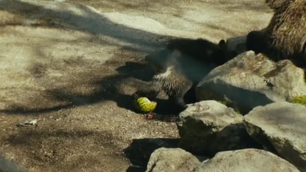 Zoom Bear Cub Playing Water Stockholm Sweden — Stock Video