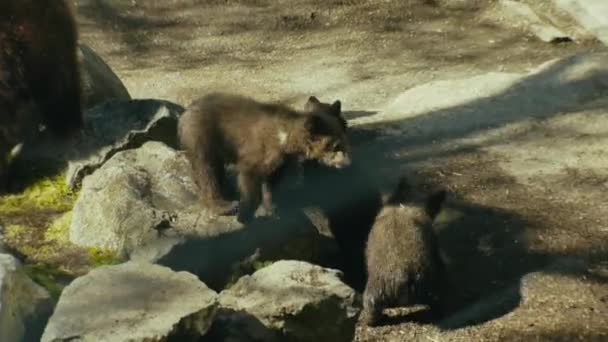 Filhotes Urso Brincando Uns Com Outros Estocolmo Suécia — Vídeo de Stock