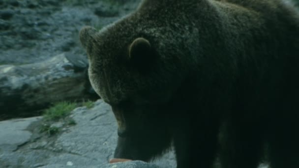 Zoom Fora Urso Adulto Alimentando Estocolmo Suécia — Vídeo de Stock