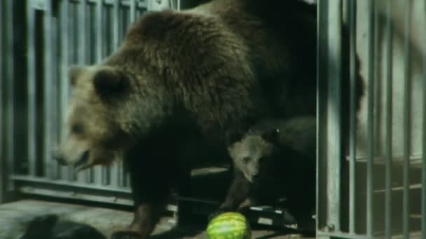 Zoom Out Adult Bear Its Young Emerging Its Cage Its — Stock Video