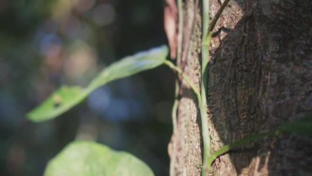 Piedistallo Giù Vicino Girato Sulla Vite Albero Con Luce Naturale — Video Stock