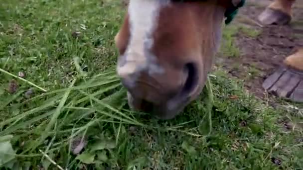 Cavallo Bruno Pascolo Sull Erba Pascolo Vicino — Video Stock