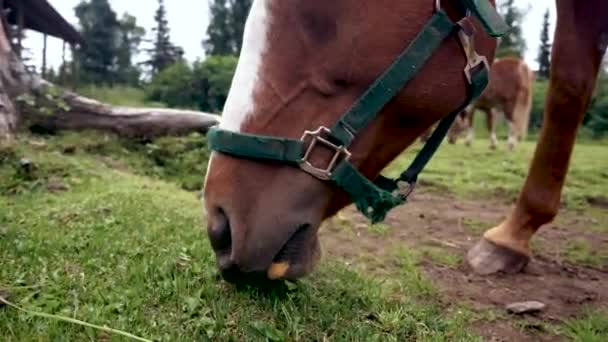 Brązowy Biały Koń Wypasany Pastwisku Bliska — Wideo stockowe