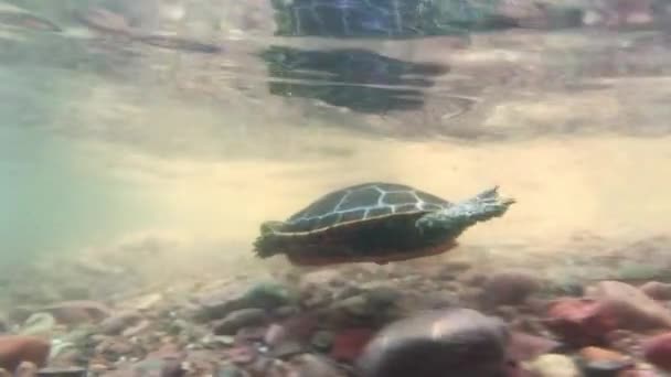 Yavru Bir Kaplumbağanın Sığ Sularda Yüzüşünün Sualtı Görüntüsü — Stok video