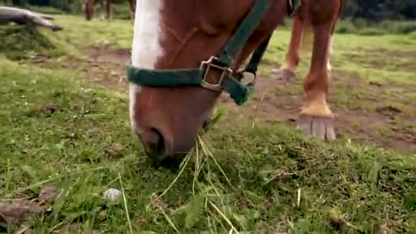 Caballo Marrón Blanco Comiendo Hierba Pasto Cerca — Vídeo de stock