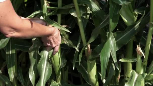 Žena Sbírá Kukuřici Zahradě — Stock video