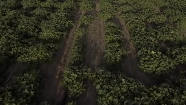 Luftaufnahme Der Blüte Des Breitblättrigen Kürbisses Auf Einem Großen Landwirtschaftlichen — Stockvideo