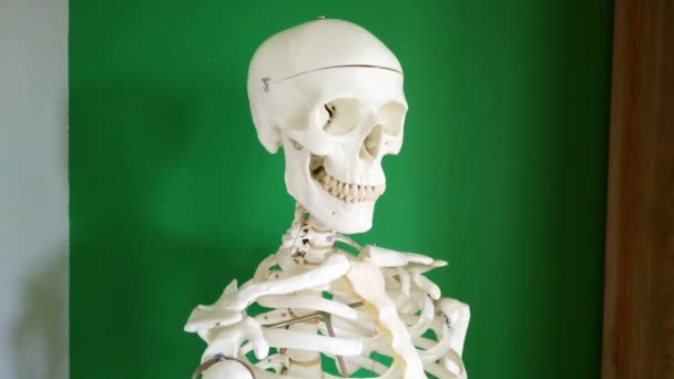 Skelett Für Den Pädagogischen Einsatz Isoliert Auf Grünem Hintergrund — Stockvideo
