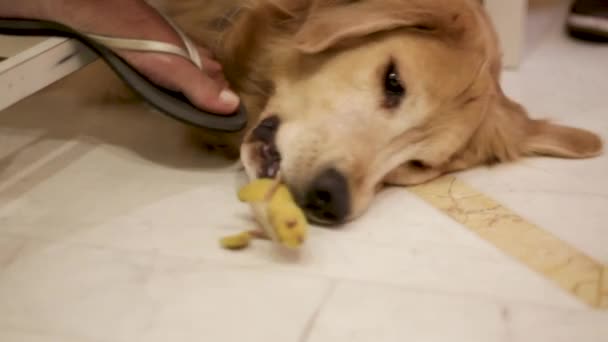 Golden Retriever Spelen Met Een Speeltje — Stockvideo