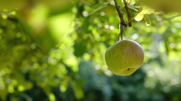 Close Van Een Appel Slingerend Slow Motion Wind Groene Appel — Stockvideo