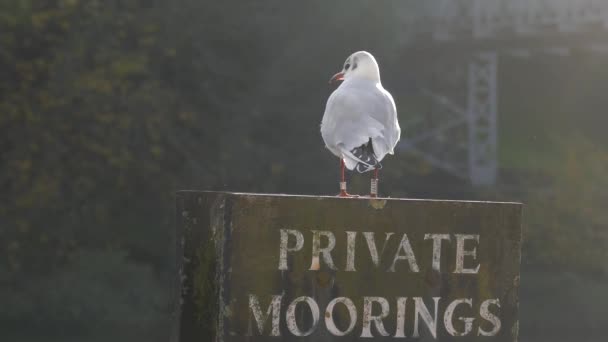 Fiskmåsen Nära Håll Inspelning Från Chester England — Stockvideo